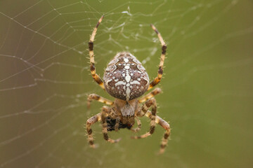 Wall Mural - spider on the web