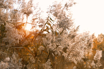 Wall Mural - thickets of dry cane, pampas grass close up, artistic natural background. wild fluffy Reed grass in sunlight, Beautiful tranquil landscape. summer or autumn season. soft focus