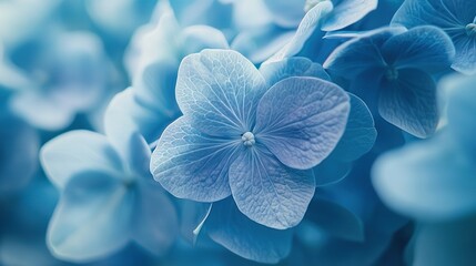 Canvas Print -   Blue flower in focus, blurred petals on background