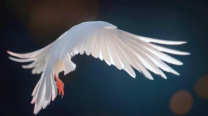 Wall Mural - White Dove in Flight: A Symbol of Peace and Freedom