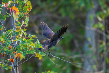 grackle in a maple tree