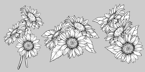 Sketch of Sunflower set. Flower Pen and Ink Drawing. Vector illustration on white background. Botanical Graphic engraving design. EPS10