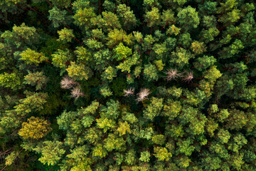 Coniferous green trees in the forest from a bird's eye view.