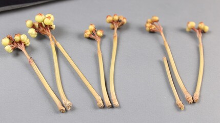 Canvas Print - Close-Up of Delicate Plant Stems with Seeds