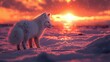 © Igor - White fox stands in snow with sun setting behind it and clouds in the sky