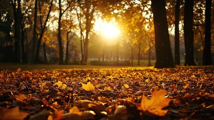 Poster -   The sun shines through leafy park trees, scattering fallen leaves on the ground