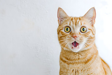 Wall Mural - Close-up portrait of a funny ginger cat meowing with an open mouth, isolated on a white background