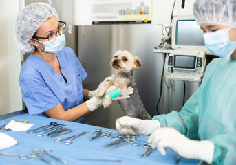 Female veterinarian tells student intern skills of working and treating limb injuries to dogs of medium-sized breeds Yorkshire terrier. Private clinic for pets with home visits, family business