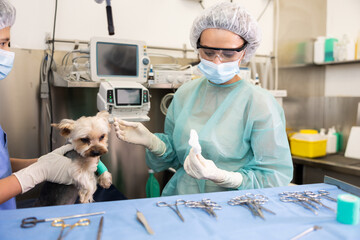 In veterinary clinic, woman doctor and guy assistant intern inspect Yorkshire terrier paw injury. Concept of highly qualified round--clock veterinary care for pets.