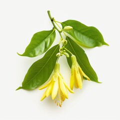 Sticker - A realistic photograph of a single Ylang Ylang branch, vivid green leaves, and yellow flowers, on a pure white background