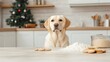© Cherrita07 - Adorable Labrador Retriever Baking Homemade Cookies in Cozy Holiday Kitchen