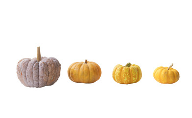 orange autumn pumpkins for Halloween set   background