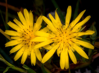 Close-up image of two Viper's-grass flowers (Scorzonera humilis) with dark natural background.