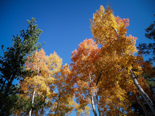 Looking up at yellow and red aspen leaves against blue sky in Colorado in autumn with pine trees