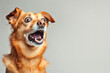 © Nacci - Ginger dog with open mouth and surprised expression