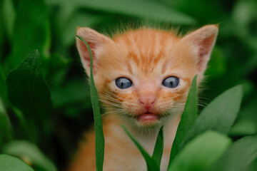 cat in the grass