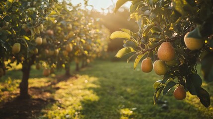 Poster - Ripe Pears Hanging on a Tree Branch in a Orchard