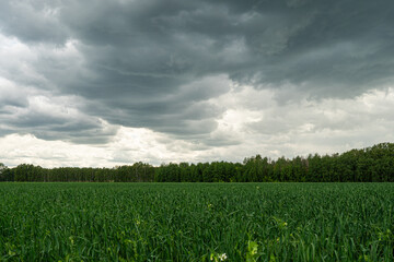 Green field and rain with overcast sky,Green field landscape, Black and White Dark Cloud in Rainy Season, dramatic cloudy sky background, blurred background