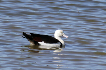 Wall Mural - Radjah Shelduck bird swimming on a lake of water