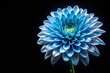 © suchetpong - Flower in blue and white on black background panorama