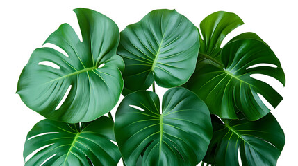 Fototapete - Lush tropical Monstera leaves forming an abstract foliage pattern on a light background. Vibrant green plant leaves with intricate texture and shapes creating a natural,botanical design.