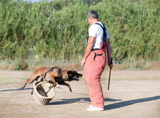 Poster - training of belgian shepherd