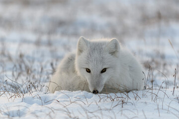Wall Mural - wild arctic fox (vulpes lagopus) in tundra in winter time. white arctic fox lying.