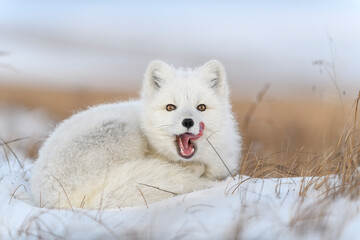 Wall Mural - wild arctic fox (vulpes lagopus) in tundra in winter time. white arctic fox yawning.