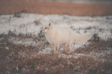 Wall Mural - Arctic fox in winter time in Siberian tundra.