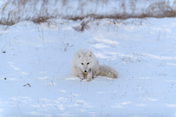 Wall Mural - Wild arctic fox (Vulpes Lagopus) in tundra in winter time. White arctic fox.