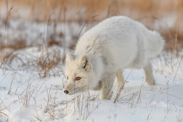 Wall Mural - wild arctic fox (vulpes lagopus) in tundra in winter time. white arctic fox.