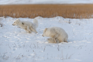 Two young arctic foxes (Vulpes Lagopus) in wilde tundra. Arctic fox playing.