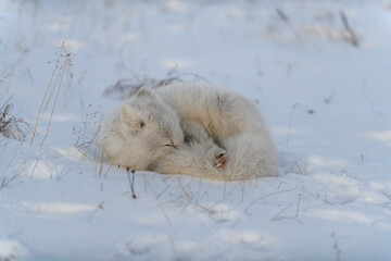 Wall Mural - wild arctic fox in tundra. arctic fox lying. sleeping in tundra.