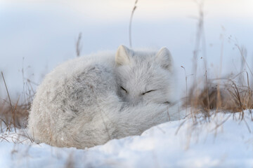 Wall Mural - wild arctic fox in tundra. arctic fox lying. sleeping in tundra.