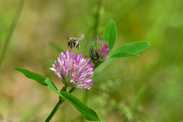 bee at work on clover flower collecting pollen. bright delicate pink clover flower, honey bee. macro nature, wild wildflower, useful insect, spring or summer sunny day, close-up. natural background