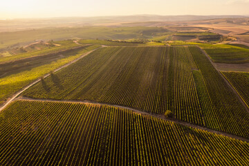 Chapel Hradistek near Velke Bilovice Czech Republic. Vineyard rows in bright sunlight, nestled between hills and trees. Sunlit agricultural wine landscape.