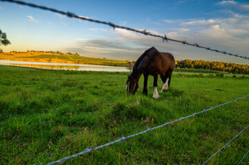 The photo shows a morning scene at a ranch in The Hunter Vally in Australia