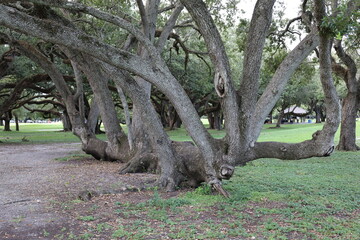 Old oak strange large curved tree form