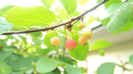 Poster - Close-up of Ripe Fruit on a Branch with Green Leaves