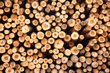 Log trunks pile sawn trees, cut trees along prepared for removal. Wood logs outdoors background stack in industrial plywood factory full frame. Logging timber wood industry concept. Copy ad text space