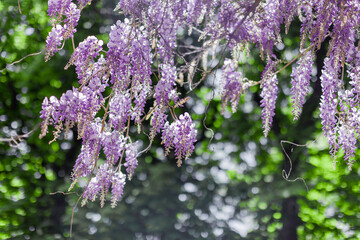 blooming wisteria in spring in the garden - Image