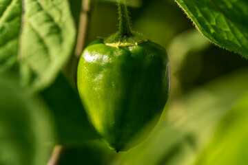 A view to my chili plants with colorful fruits close before autumn harvest period 