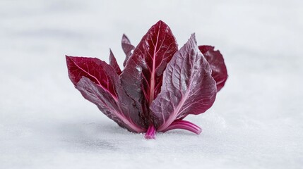 Poster - A close-up of vibrant red leafy greens on a light background.