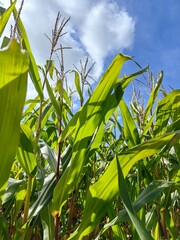 Wall Mural - corn field against sky