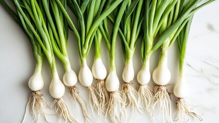 Sticker - Fresh green onions arranged neatly with roots visible.