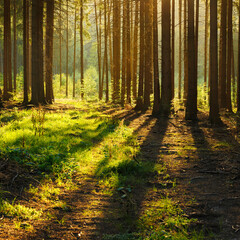 Wall Mural - Spruce Tree Forest, Sunlight through the tree trunks casting long shadows at sunset