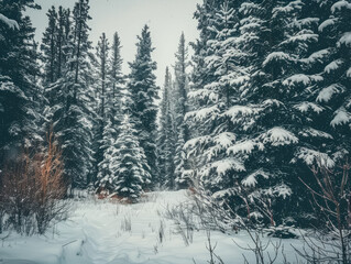 Snow-covered forest with tall evergreens on a cloudy winter day in a serene wilderness landscape