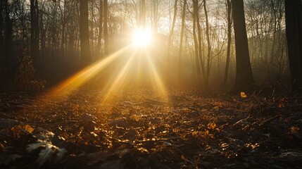 Poster - A serene forest scene with sunlight streaming through trees, illuminating the ground.