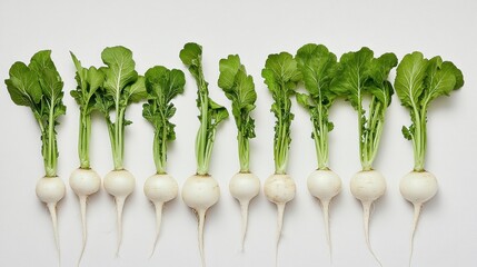 Poster - A row of fresh white radishes with green tops arranged on a white background.