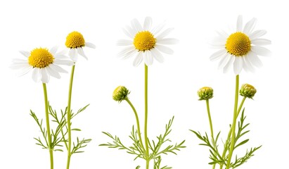 Wall Mural - a group of white and yellow flowers

